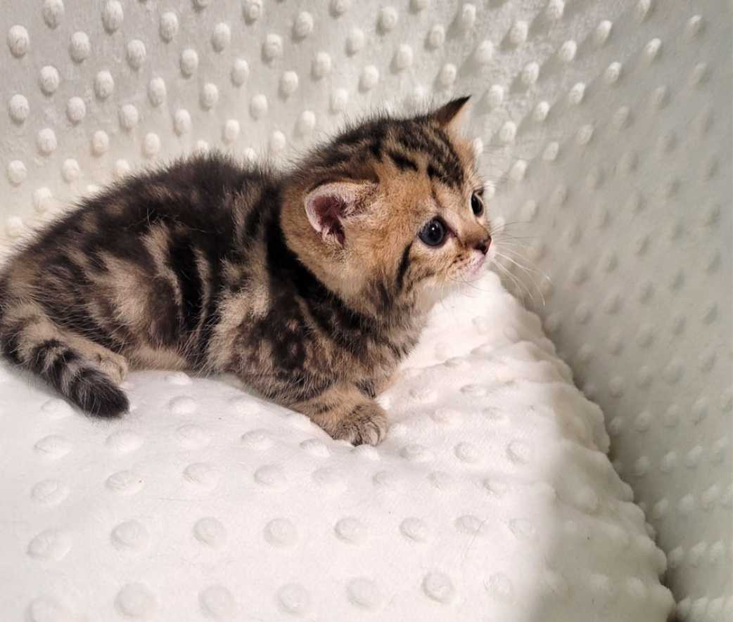 «نیاز به همراه برای ارسال بچه‌گربه